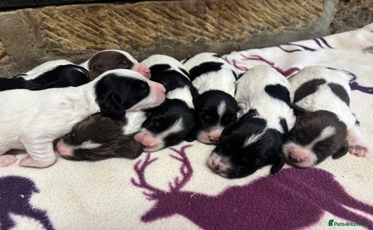 English Springer Spaniel dogs - Advert 3