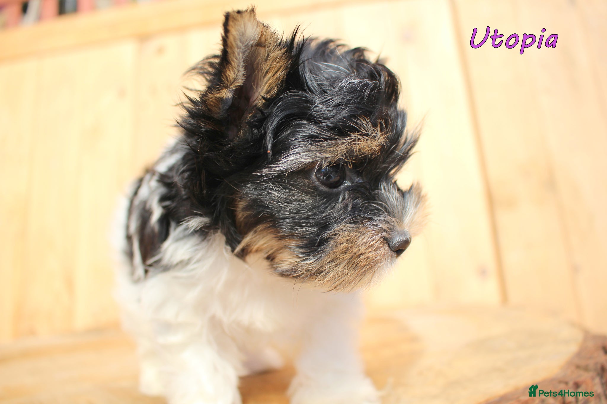 Biewer Terrier dogs ✨ Stunning Biewer & Merle Yorkies – Ready 09 Apr ✨ - Advert 1