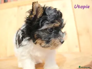 Biewer Terrier dogs ✨ Stunning Biewer & Merle Yorkies – Ready 09 Apr ✨ - Advert 13