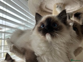 Ragdoll cats Ragdoll kittens now have two available. - Advert 2