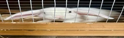 Mixed Breed rabbits for sale: Mixed Breed Rabbits for Sale in Cannock - Advert 6