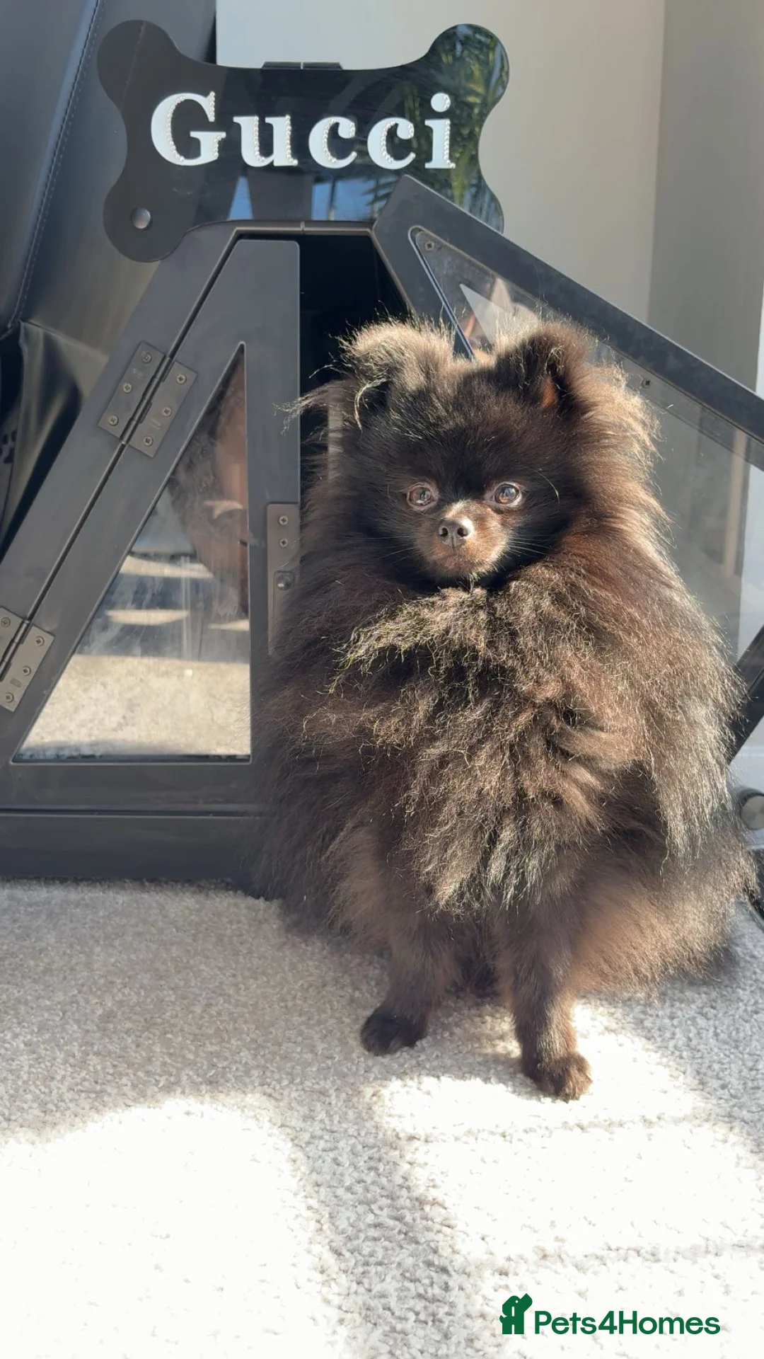 Pomeranian dogs for sale: Male Teddy Pom for rehoming  - Advert 2