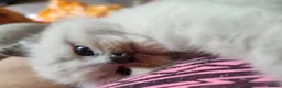 Ragdoll cats for sale: Ragdoll 3/4 x Persian kittens 1/4 in Cheddar - Advert 10