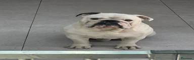 English Bulldog 1