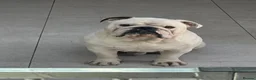 English Bulldog dogs for sale: Standard male Bulldog 2yrs old - Advert 1