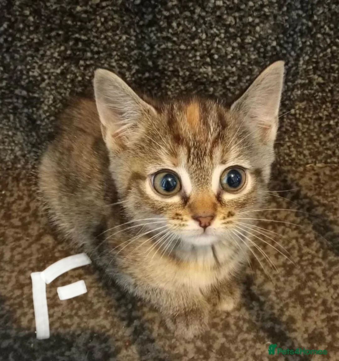 Mixed Breed cats for sale: 8wk old kittens in Dundee - Advert 1