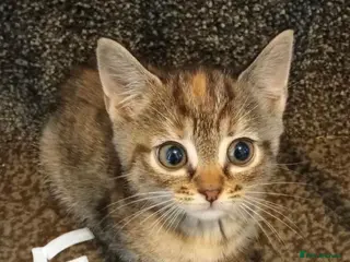 Mixed Breed cats 8wk old kittens - Advert 3