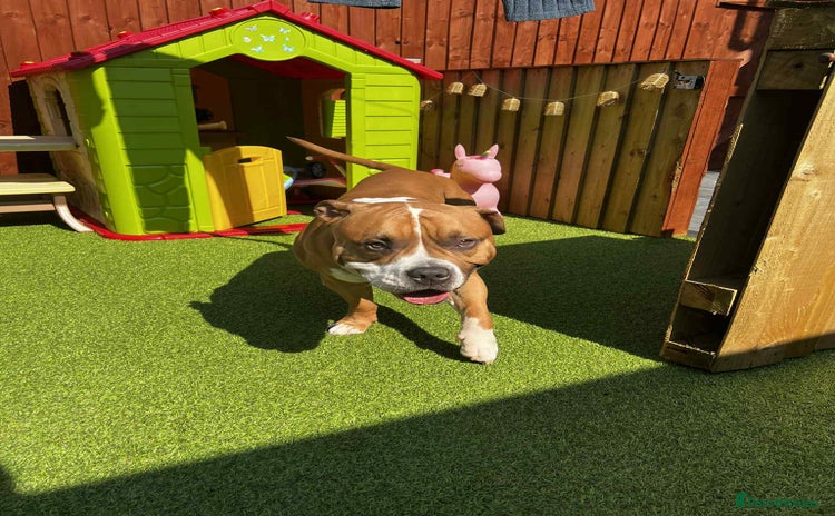 American Bull Staffy dogs - Advert 1