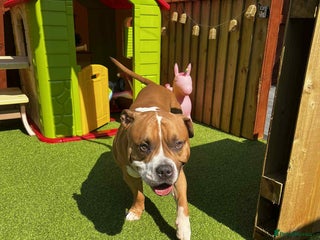 American Bull Staffy dogs - Advert 7