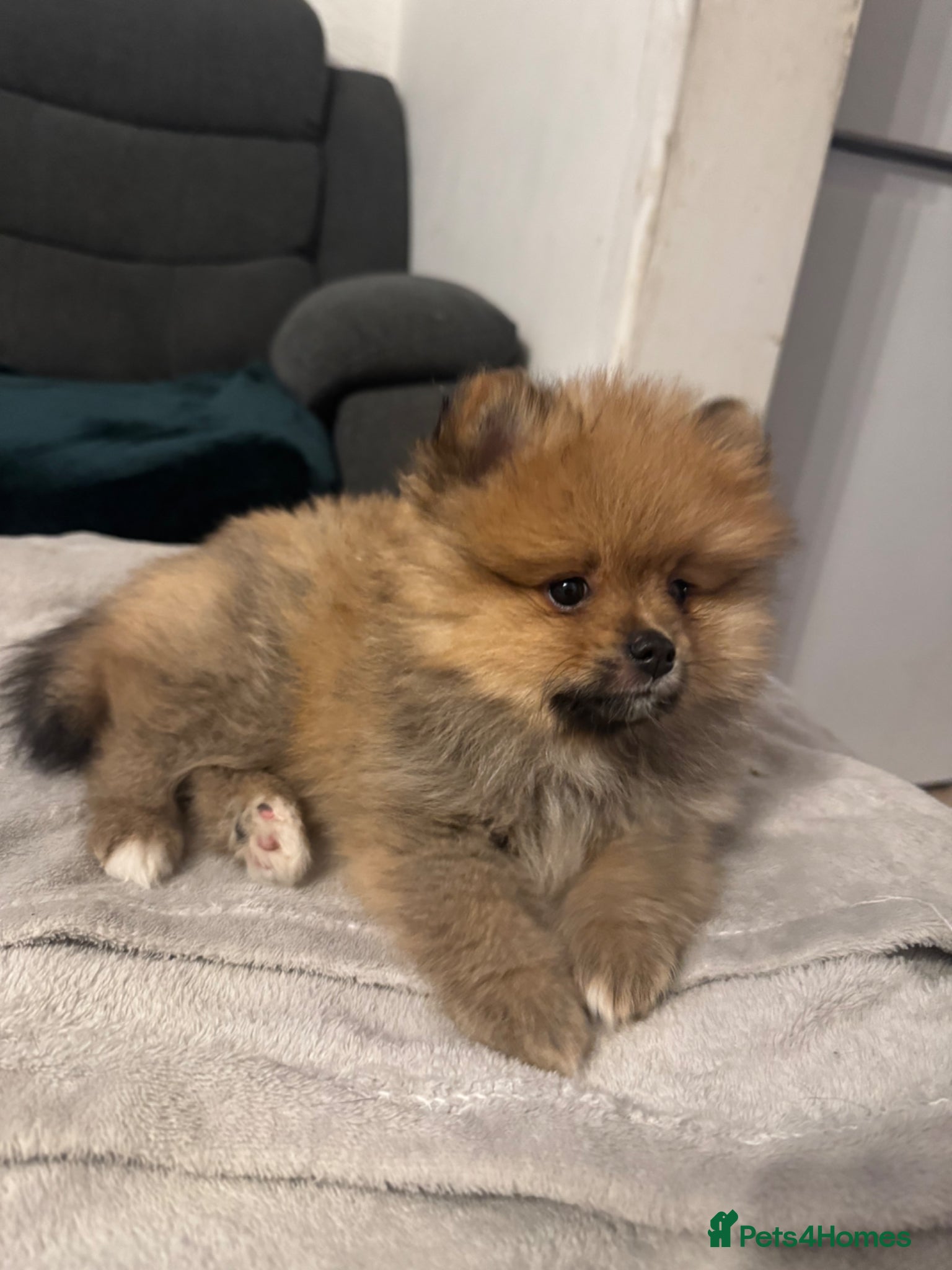 Pomeranian dogs ⭐️teddy bear Pomeranian ⭐️ - Advert 1