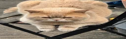 British Shorthair cats for stud: British shorthair STUD full pedigree  - Advert 1