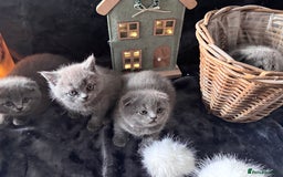 Scottish Fold cats for sale: Beautiful British Shorthair Scottish Fold Kittens - Advert 12