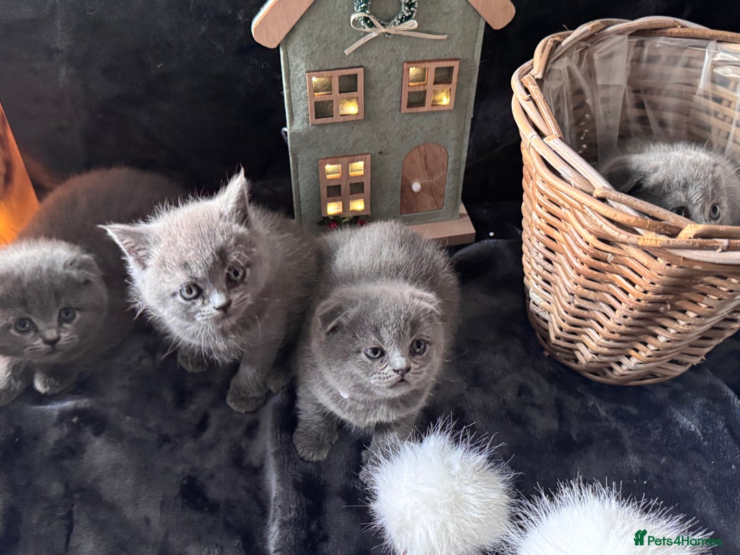 Scottish Fold cats for sale: Beautiful British Shorthair Scottish Fold Kittens - Advert 12