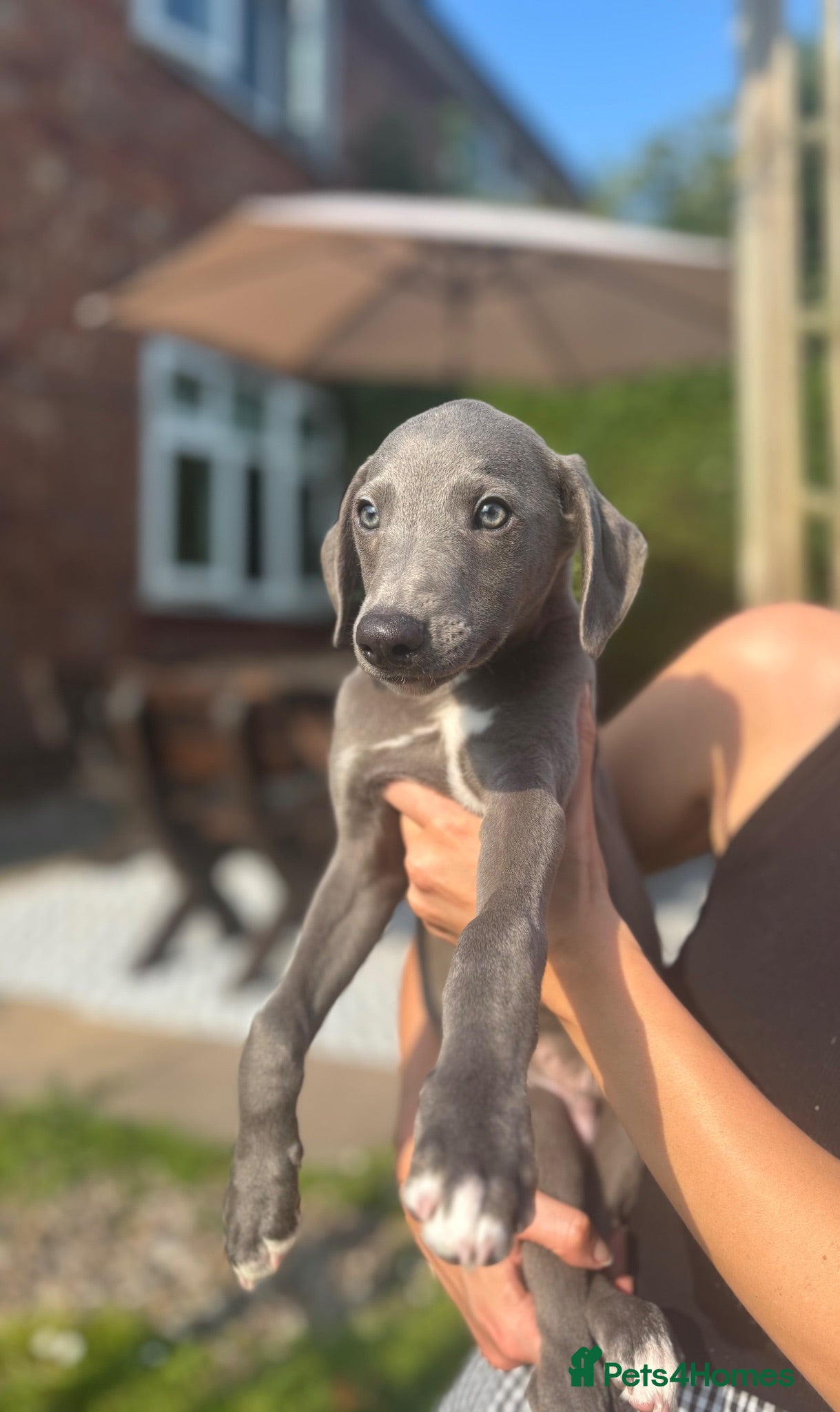 Whippet dogs KC registered Whippets health tested parents - Advert 1