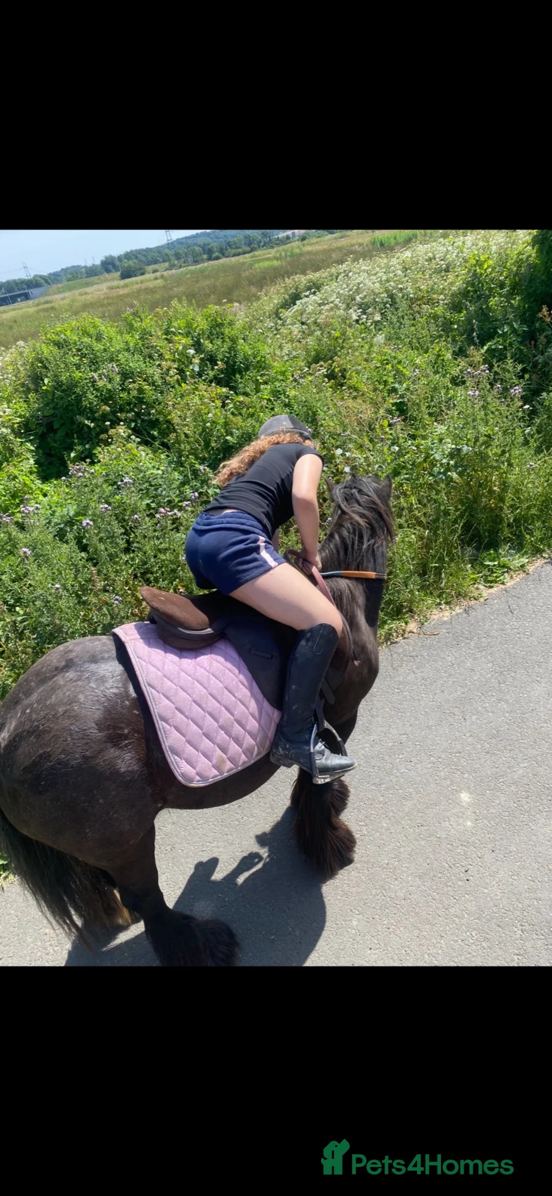 Appaloosa horses for sale: Appy x cob  - Advert 2