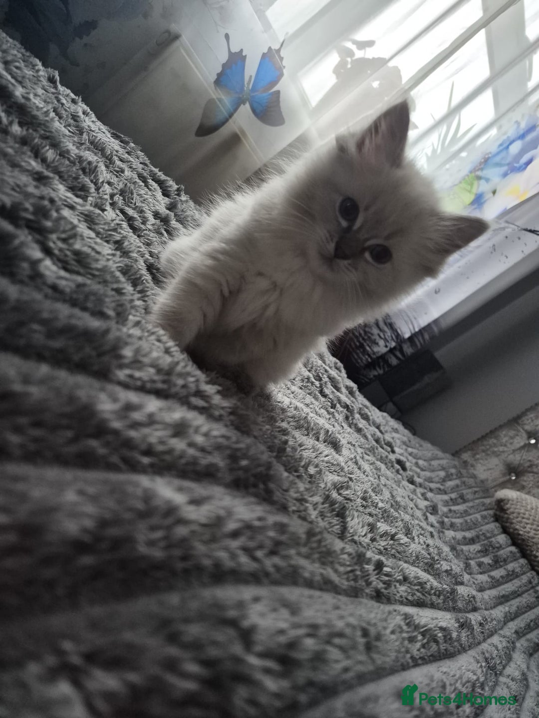Ragdoll cats for sale: Adorable Ragdoll Kittens GCCF  Active registered  - Advert 7