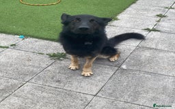German Shepherd dogs for sale: Freddie  - Image 4