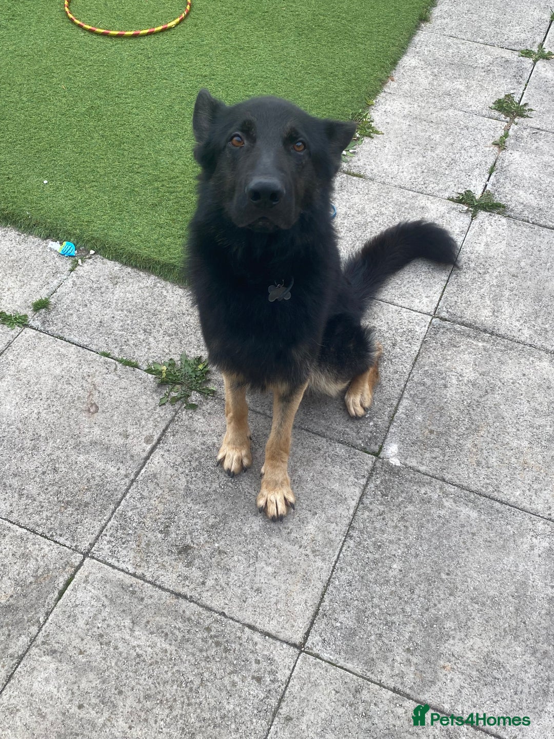 German Shepherd dogs for sale: Freddie  - Image 4