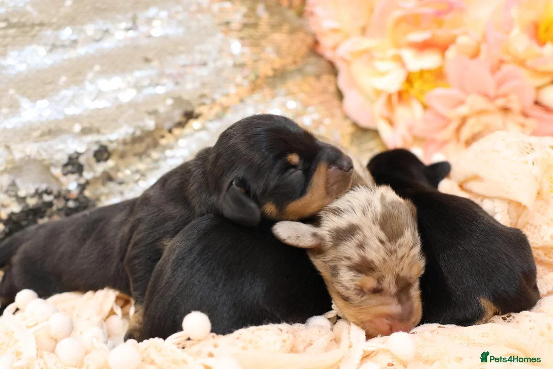 Miniature Dachshund dogs for sale: KC Miniature Dachshund Puppies - Advert 9