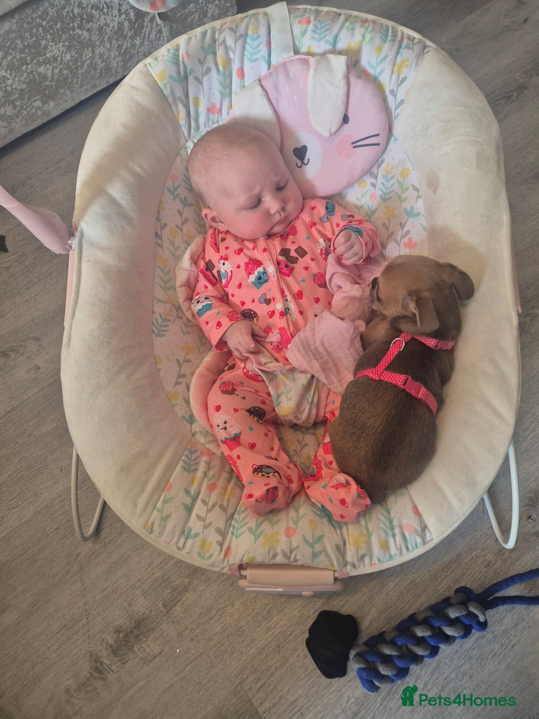 Chug dogs for sale: Fendi is looking for a home with walks - Advert 8