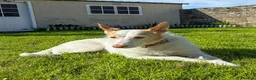 Ibizan Hound dogs for adoption: Vivian - gentle, sweet Podenco in Ayr - Advert 14