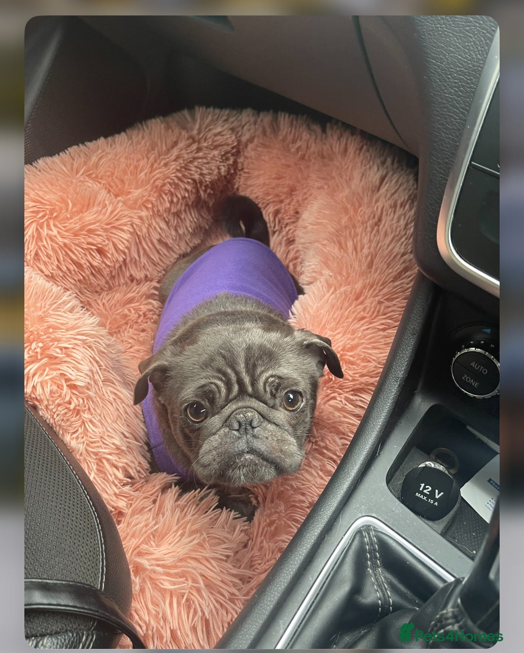 Pug dogs for sale: Beautiful Pug Puppies Male 10weeks old - Image 22