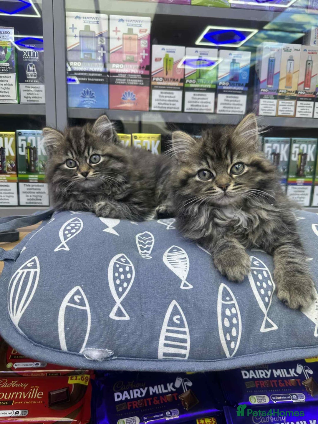 Siberian cats for sale: Male  - Image 2