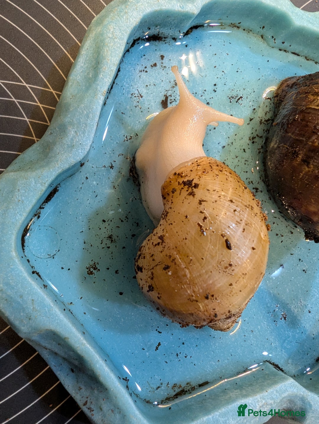 Snails invertebrates for sale: Giant African land snails  - Advert 4