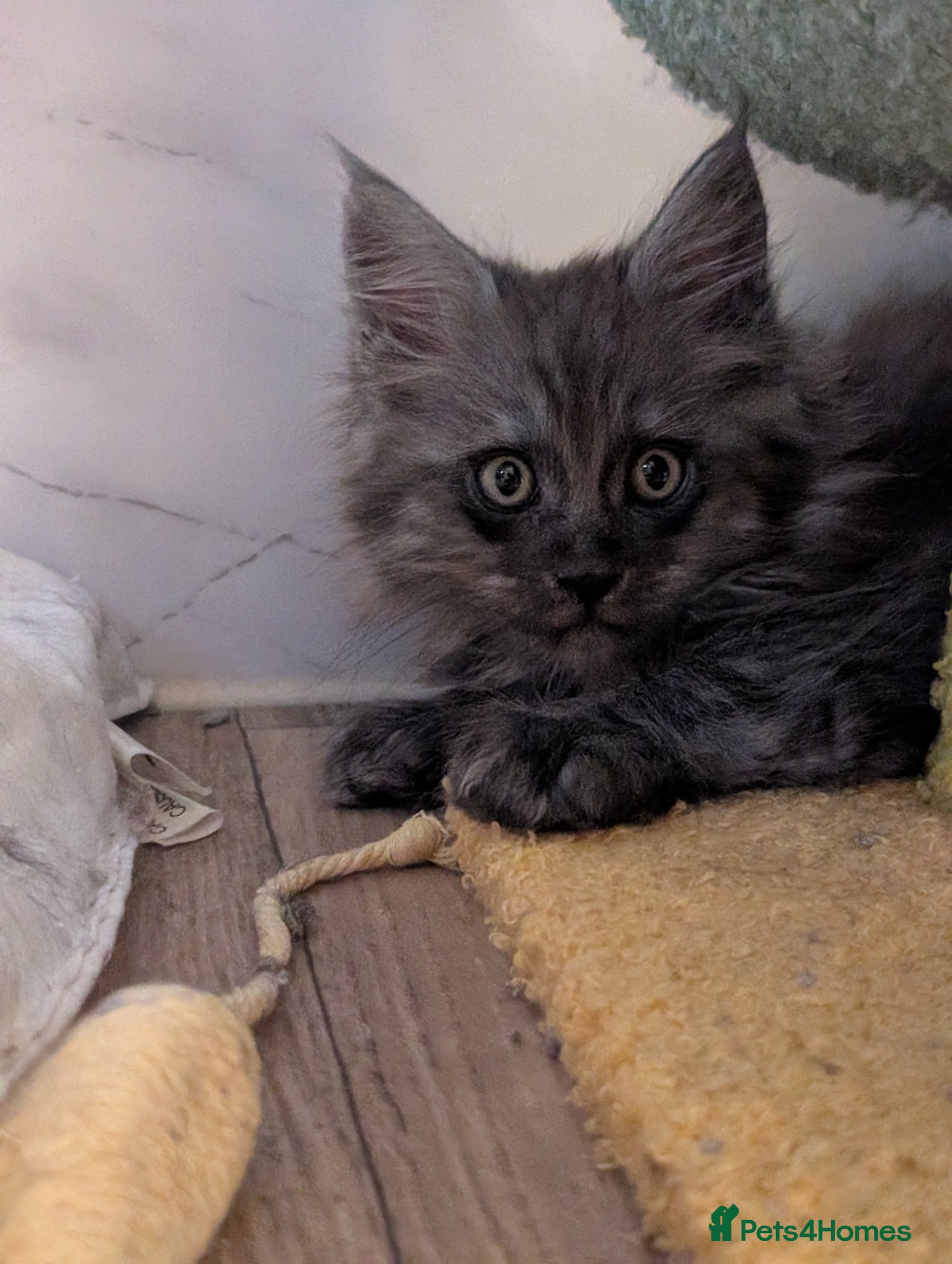 Maine Coon cats Stunning Tica pedigree kittens - Advert 2