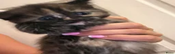 Brazilian Shorthair cats for sale: 3 beautiful english short hair 😍 in Newbury - Advert 2