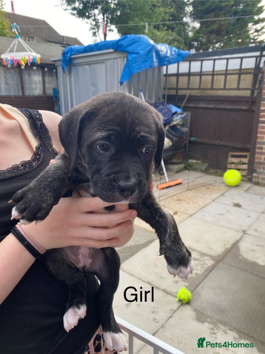 Mixed Breed dogs for sale: Bull mastiff x American bulldog puppies - Image 5