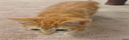 Mixed Breed cats for sale: Kitten - Advert 15