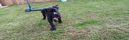 Cane Corso dogs for sale: Rehoming cane corso female 11 weeks - Advert 3