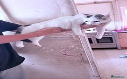 Domestic Shorthair cats for sale: 3 cats looking to be re homed  - Image 1