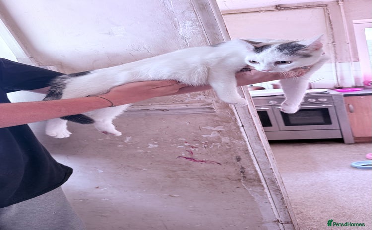 Domestic Shorthair cats - Advert 7