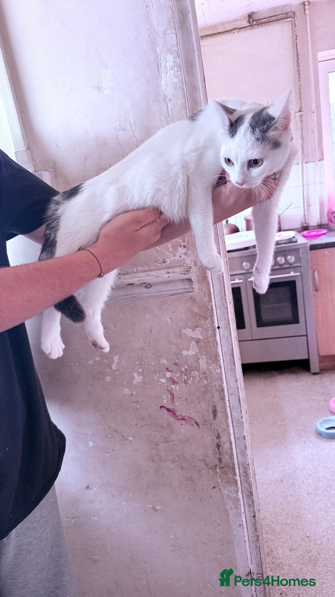 Domestic Shorthair cats for sale: 3 cats looking to be re homed  - Image 1