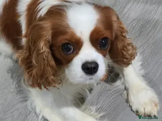 Cavalier King Charles Spaniel dogs Quality blenheim cavalier king charles puppies - Advert 3