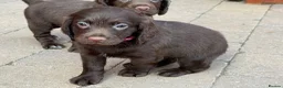 Sprocker dogs for sale: Sprocker spaniel puppies health tested parentage in Lytham Saint Annes - Advert 37