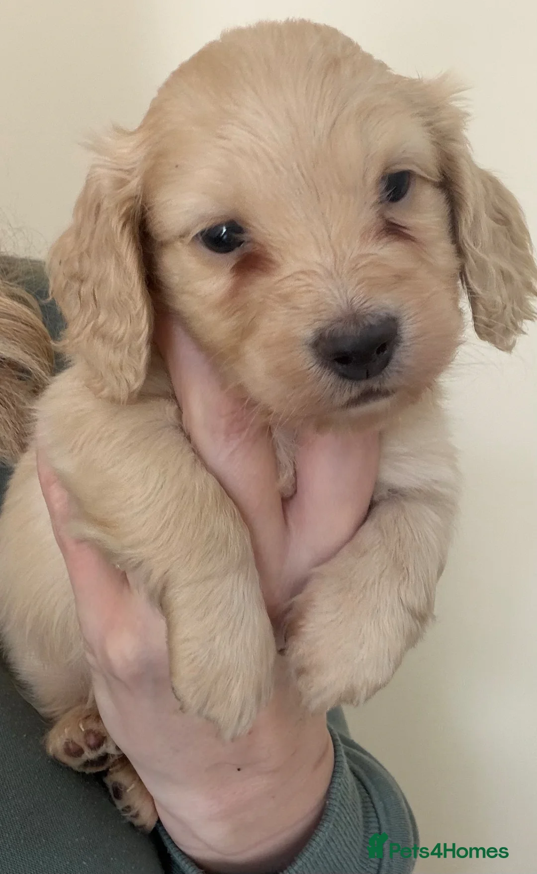 Miniature Dachshund dogs for sale: stunning cream mini dachound babies - Advert 1