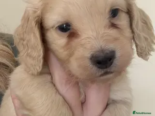 Miniature Dachshund dogs stunning cream mini dachound babies - Advert 14