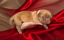 Dogue De Bordeaux dogs for sale: KC reg Dogue de Bordeaux puppies  - Image 16