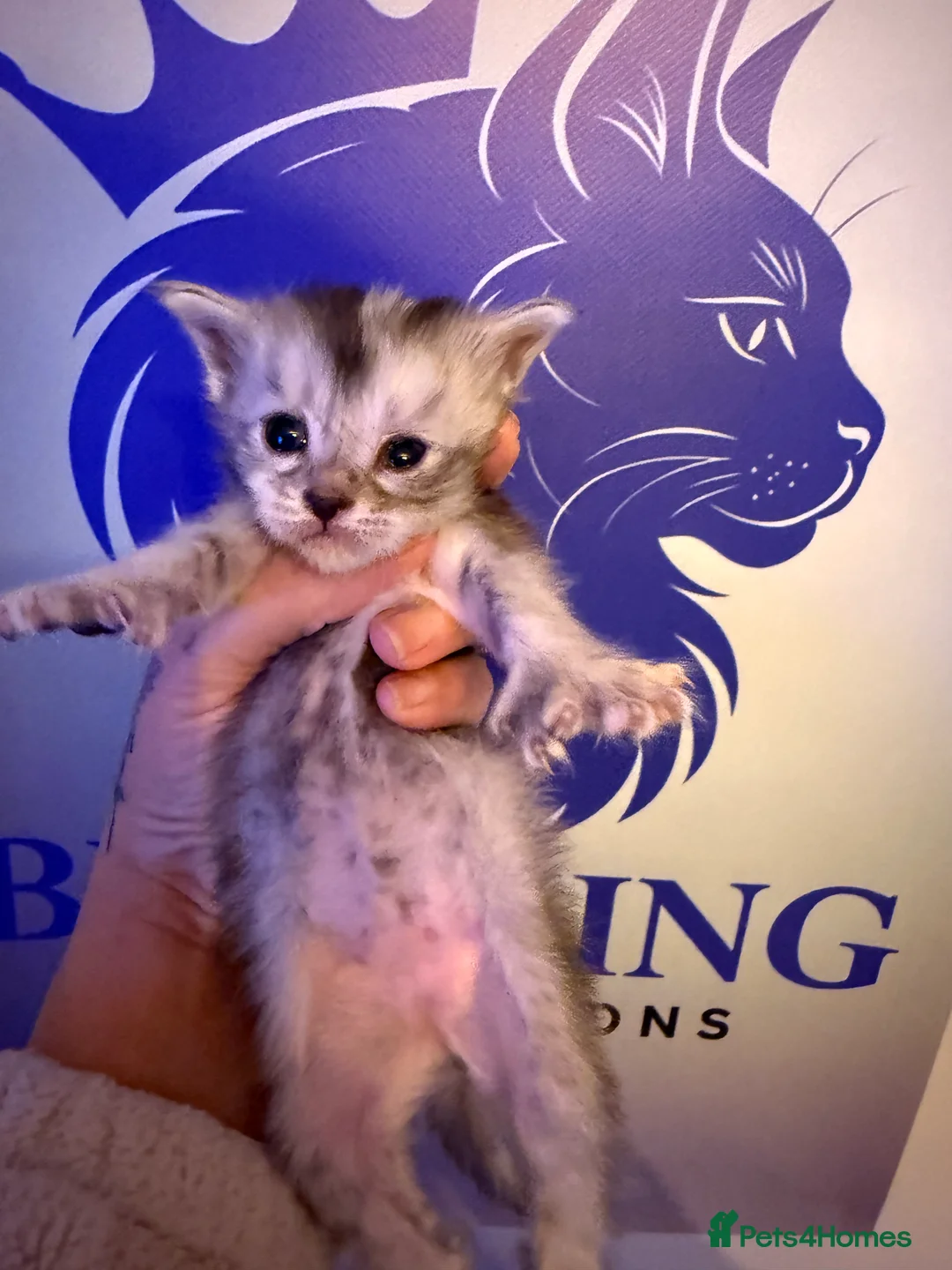 Maine Coon cats for sale: 👑 Stunning pedigree Maine coon kittens 👑  - Advert 21