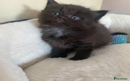 British Longhair cats for sale: British longhair kittens with Persian lineage - Image 8