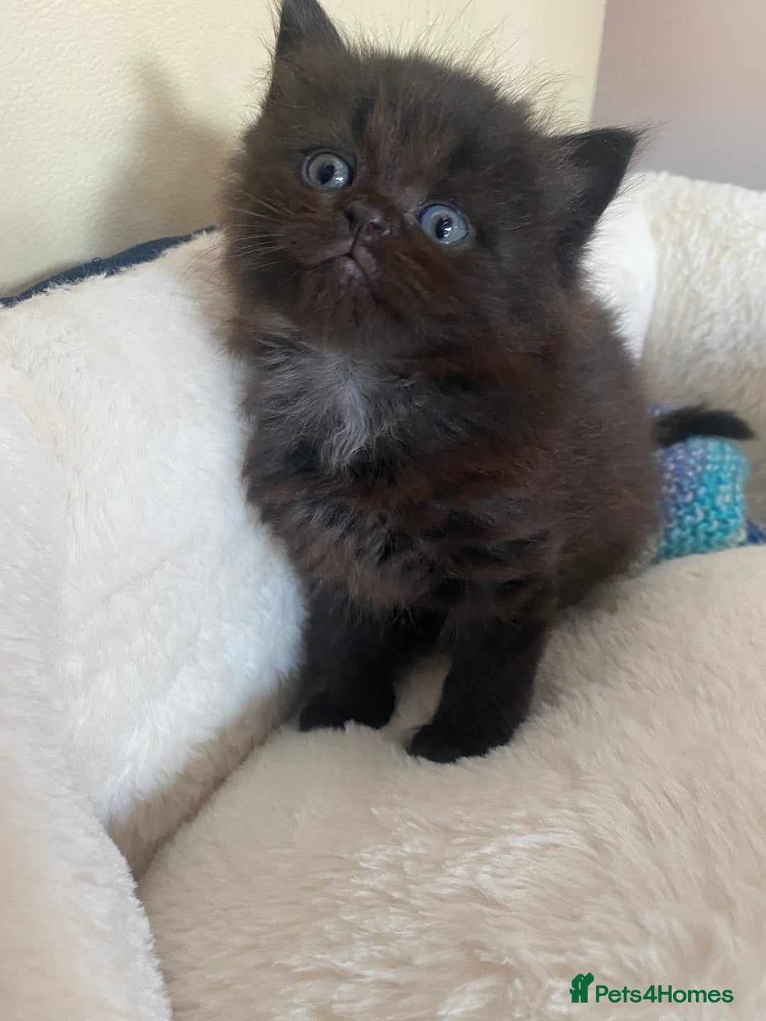 British Longhair cats for sale: British longhair kittens with Persian lineage - Image 8