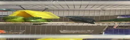 Parrots birds for sale: PARROTS/AMAZONS/PARAKEETS  - Advert 8