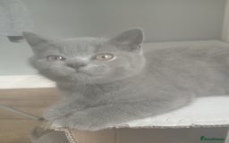 British Shorthair cats for sale: BRITISH SHORT HAIR KITTENS  in Gloucester - Image 11