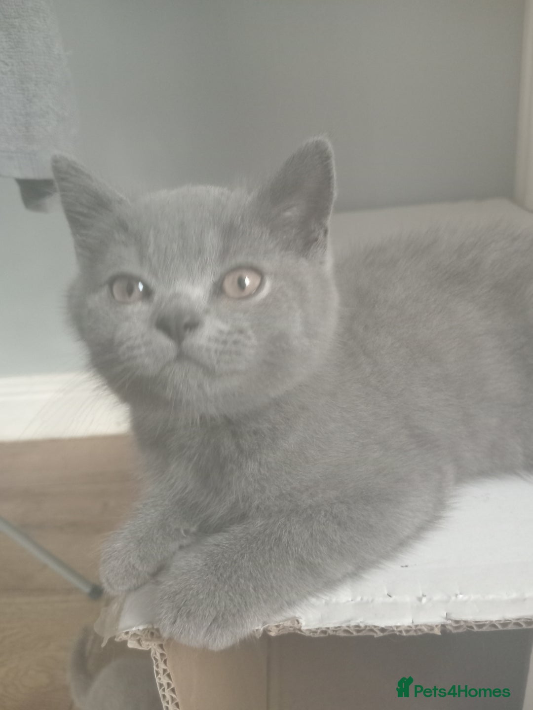 British Shorthair cats for sale: BRITISH SHORT HAIR KITTENS  in Gloucester - Image 11
