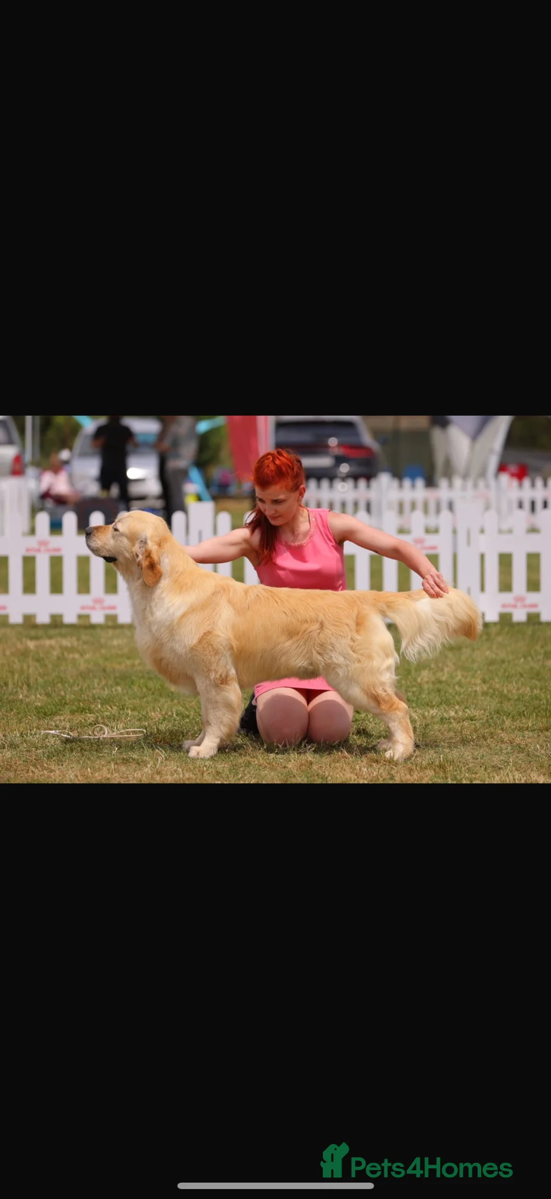 Golden Retriever dogs for sale: Beautiful Golden Retriever Female – 8 Months Old - Advert 1