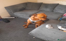Mixed Breed dogs for sale: Bullmastiff/Rottweiler for rehoming - Image 4