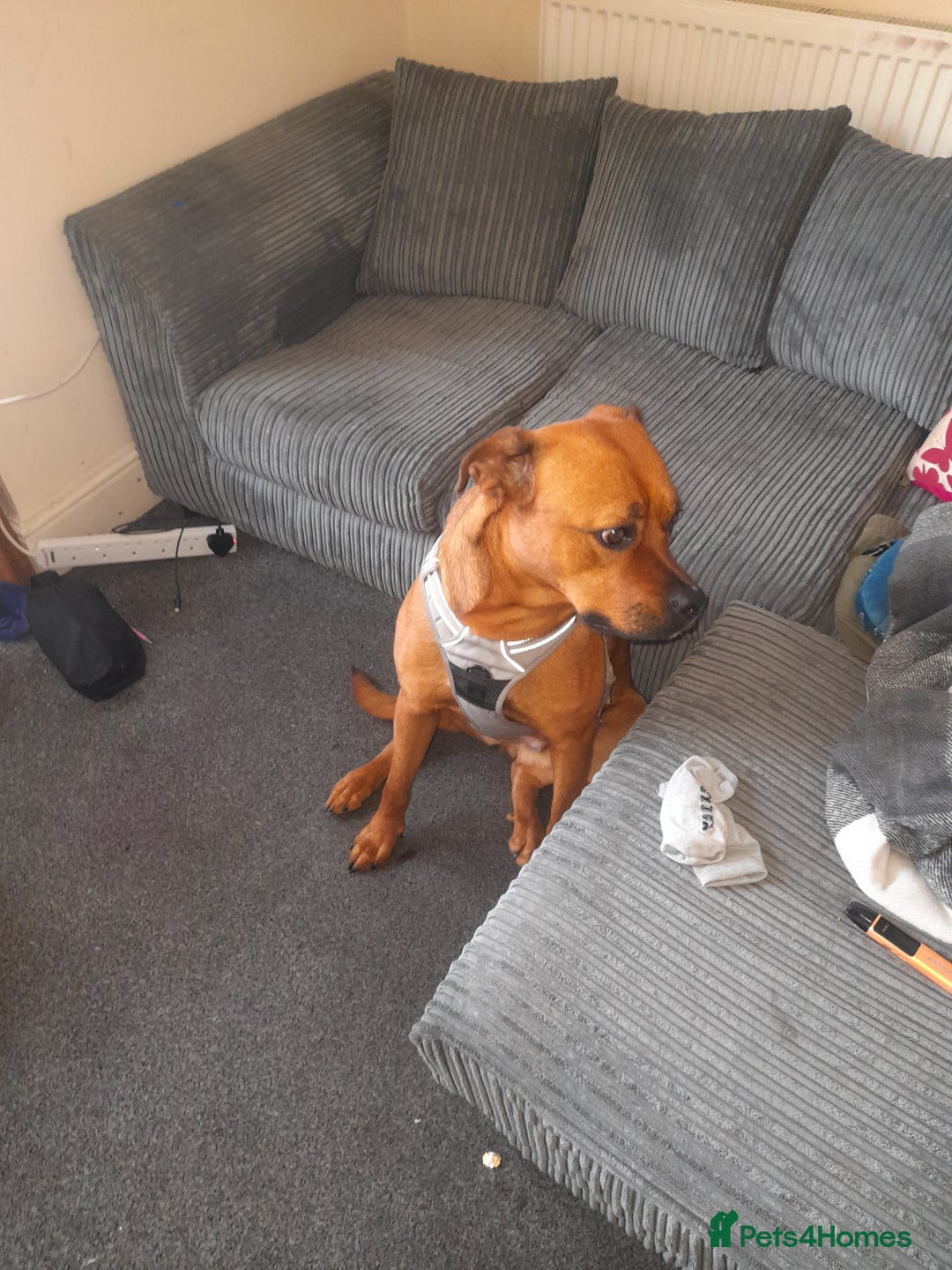 Mixed Breed dogs for sale: Bullmastiff/Rottweiler for rehoming - Image 4